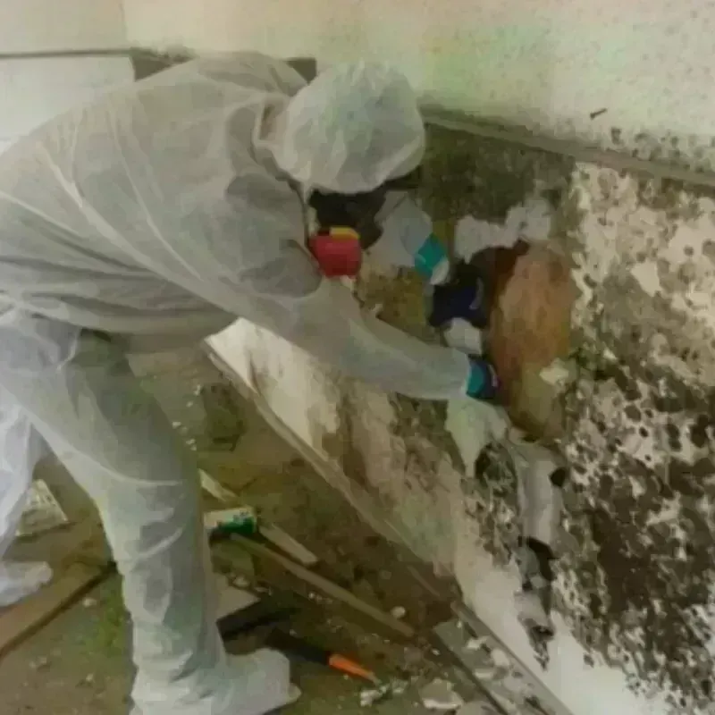 Mold Remediation and Removal in North Catasauqua, PA